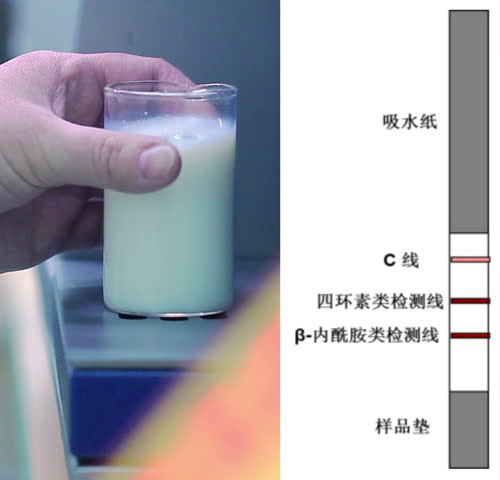 乳品四環(huán)素類+β-內(nèi)酰胺類抗生素檢測試紙條